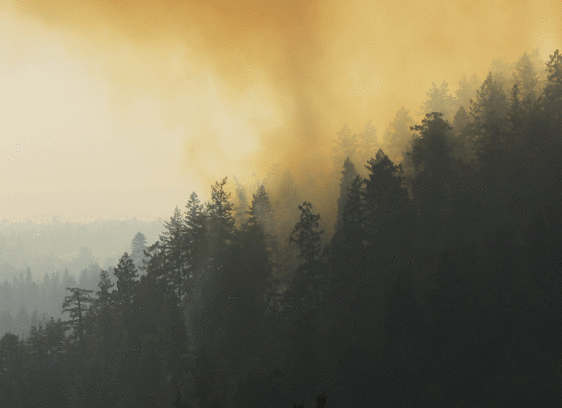 wildfire
