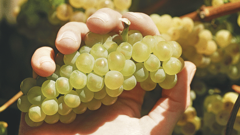 Cinnabar Winery’s 2016 Monterey Chardonnay Scores High