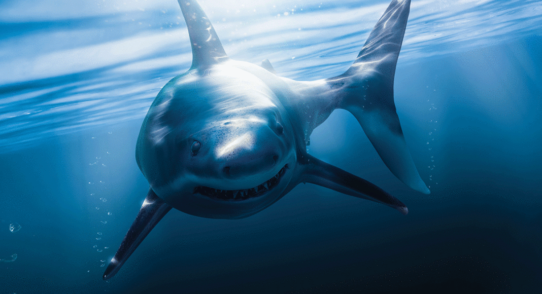 shark