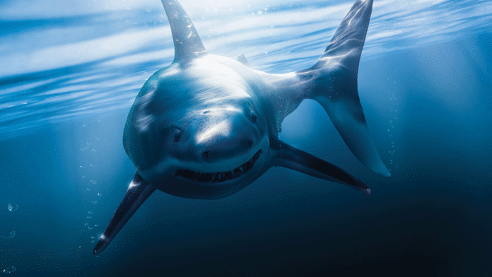 Opinion: December 19, 2018 shark