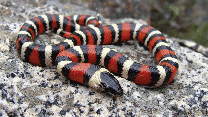 5 Things To Do In Santa Cruz: Dec. 26-Jan. 1 snake
