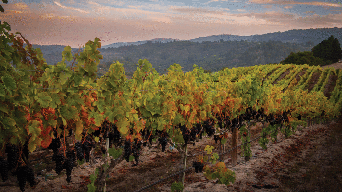 Break Out the Bargetto Bubbly for 2019 Bargetto Winery