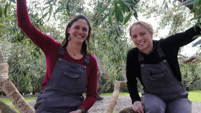The Santa Cruz Sisters Behind Wild Poppies Olive Oil Wild Poppies
