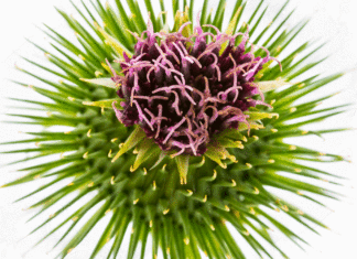 How Biodynamic Farming Could Change Medicine biodynamic farming