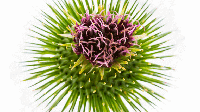 How Biodynamic Farming Could Change Medicine