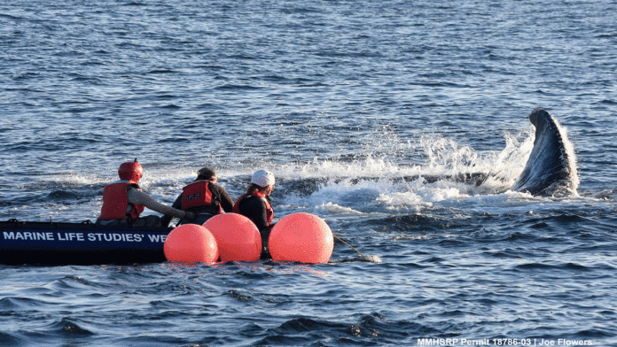 Monterey Bay Whale Researchers Ready For New Year whale entanglement team