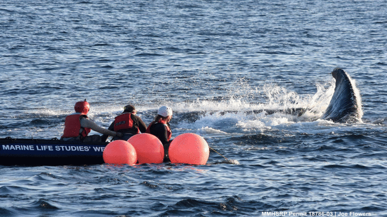 Monterey Bay Whale Researchers Ready For New Year