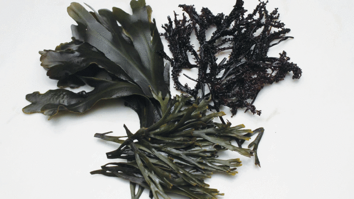 Soif, UCSC Bring Climate Debate to Dinner Plates Soif, Ocean2Table sustainable dinner series