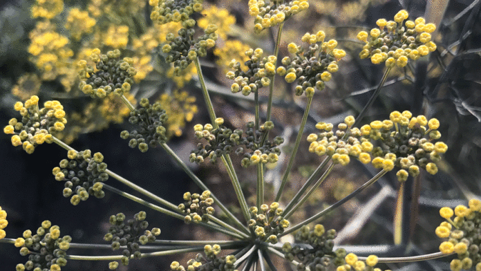 Opinion: January 29, 2019