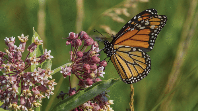 5 Things To Do in Santa Cruz: February 6-12 Migration Festival