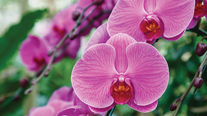 5 Things To Do in Santa Cruz: February 27-March 5 Orchid Society Show