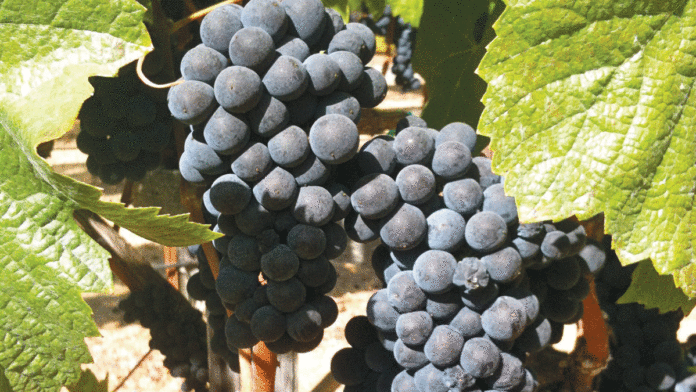 A Classic Santa Cruz Mountain Meritage Kings Mountain Vineyards