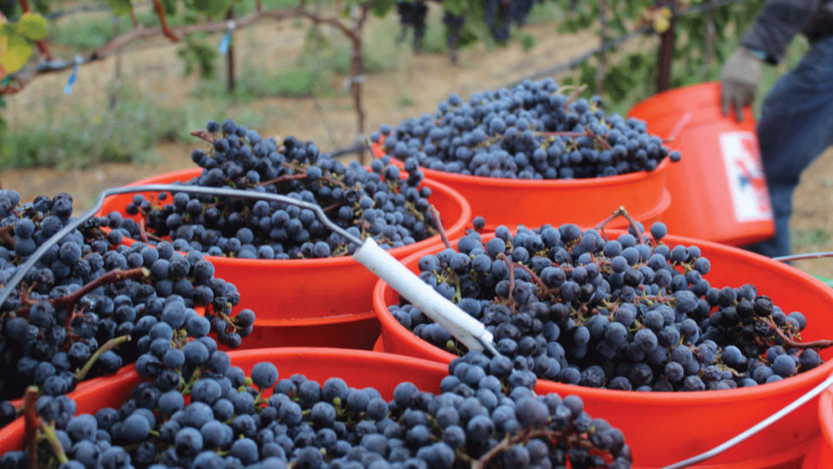 Verde Vineyards