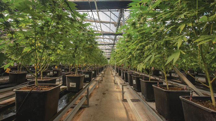 The Dawn of Cannabis Tourism cannabis tourism