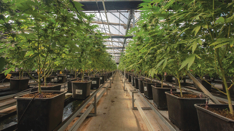 The Dawn of Cannabis Tourism