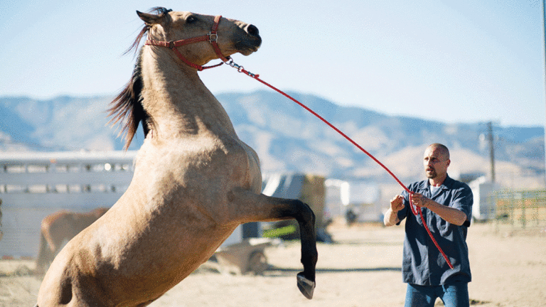 Film Review: ‘The Mustang’