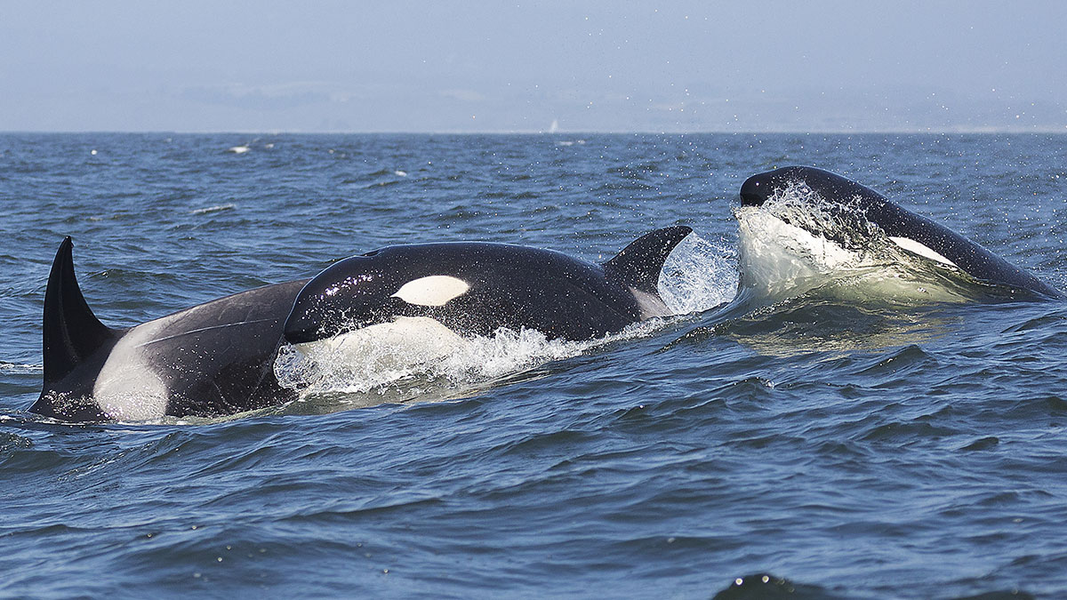 orca Monterey Bay whales