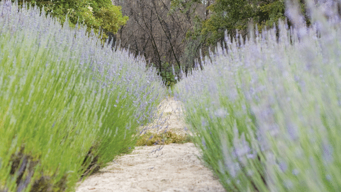 Bonny Doon Farm’s Lavender Legacy bonny doon farm