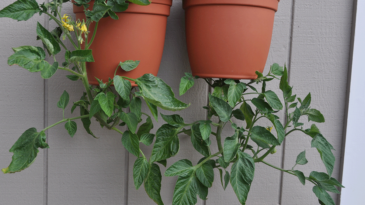 upside-down gardens