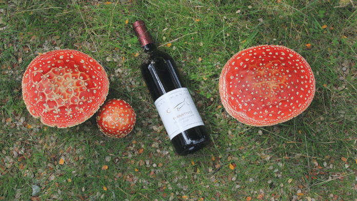 Salamandre Wine Cellars’ Nature-Inspired Pinot Salamandre Wine Cellars