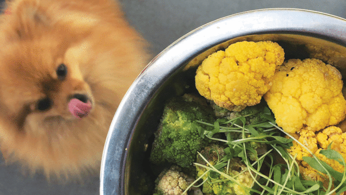 Santa Cruz Visitors Guide 2019 Santa Cruz visitors guide 2019