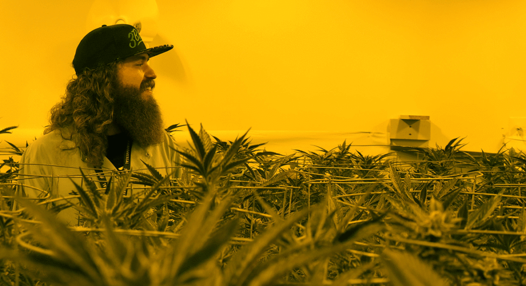 Cannabis sustainability