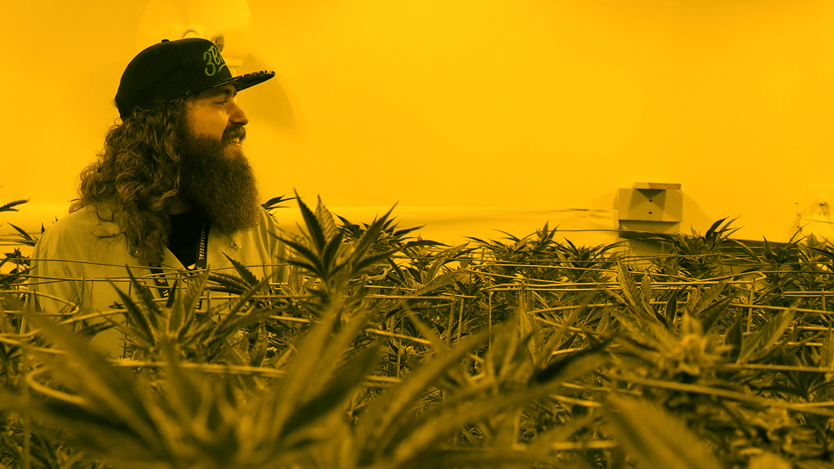 Cannabis sustainability