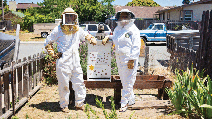Santa Cruz Beekeeper Fights for Rule Changes beekeeper
