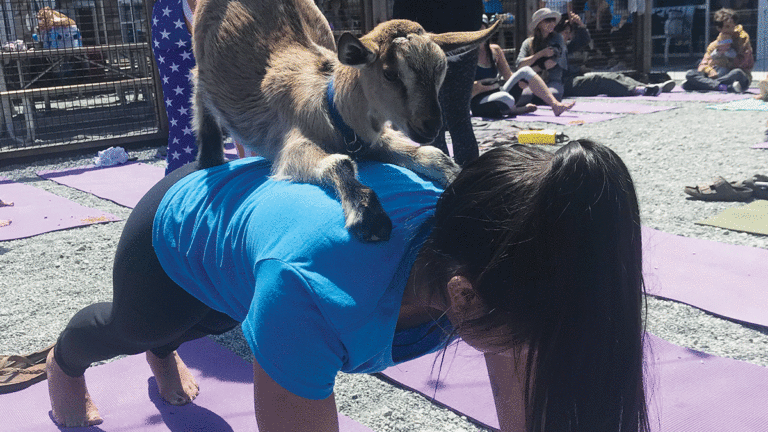Goat Yoga Wins Santa Cruz Converts