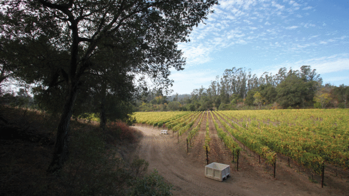Storrs Winery’s Summer-ready Gewรผrztraminer storrs winery