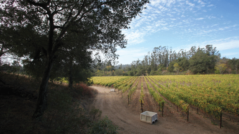 Storrs Winery’s Summer-ready Gewürztraminer