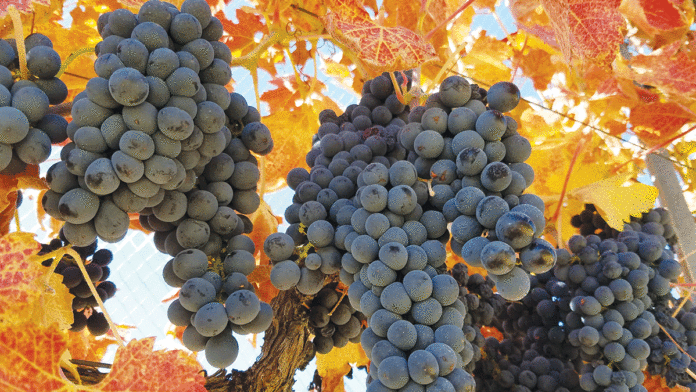 Muns Vineyardโs 2014 Syrah Muns Vineyard