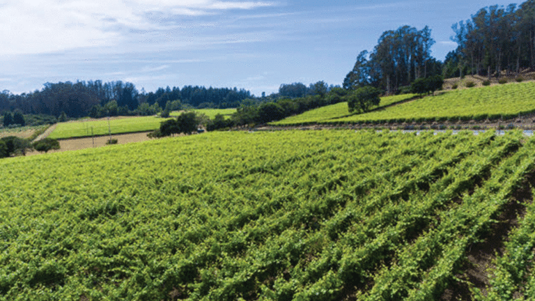 Lester Family Vineyards’ Event-Ready Rosé