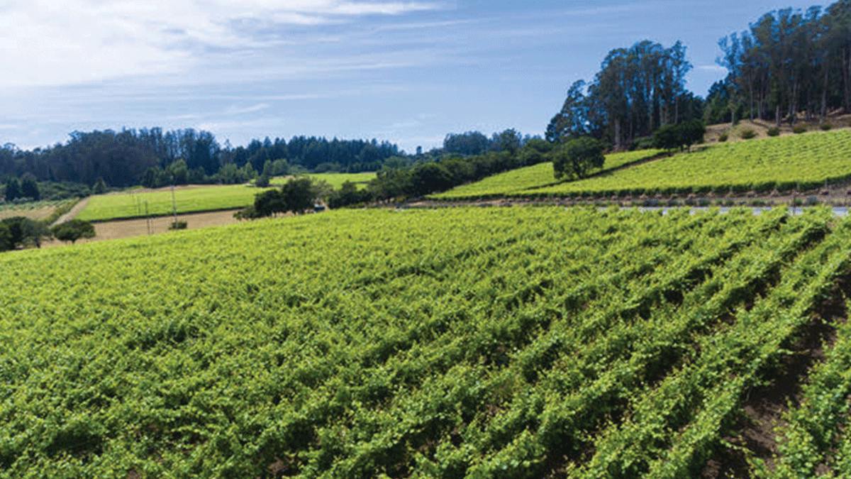 Lester Family Vineyards