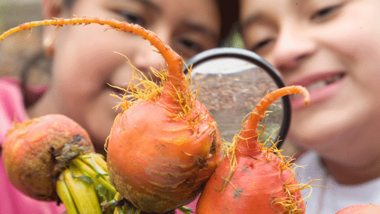 How Life Lab Pioneered the Garden Classroom