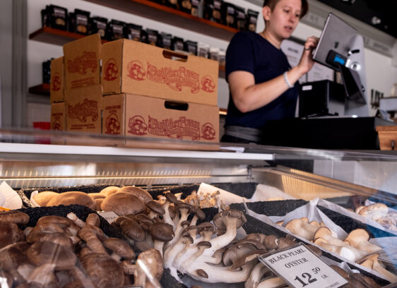 Far West Fungi Plants Santa Cruz Roots