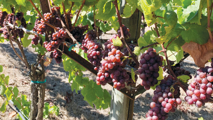 Bargetto’s Golden 2017 Pinot Grigio Bargetto's