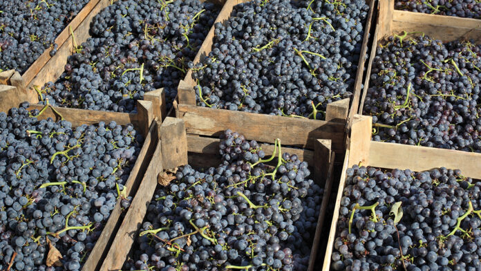 Bartoloโs Spirited Merlot 2013 Bartolo Merlot
