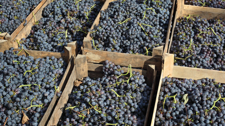 Bartolo’s Spirited Merlot 2013