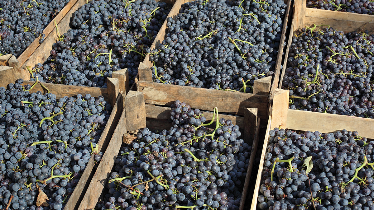 Bartolo Merlot