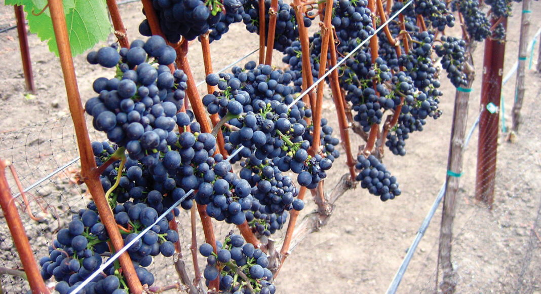 grenache
