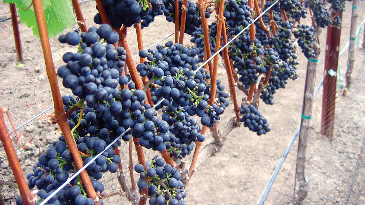 grenache