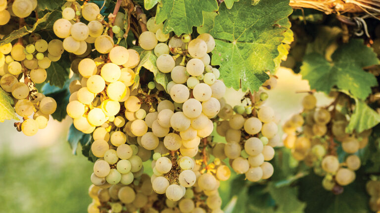 Serene Cellars’ Satisfying Sauvignon Blanc