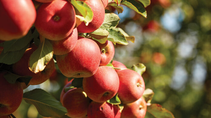 5 Things To Do in Santa Cruz: Feb. 26 – March 3