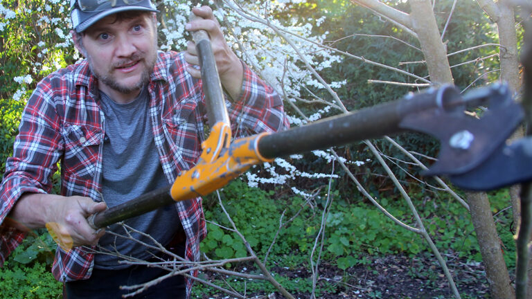 How Expert S.T. Young Prunes a Fruit Tree