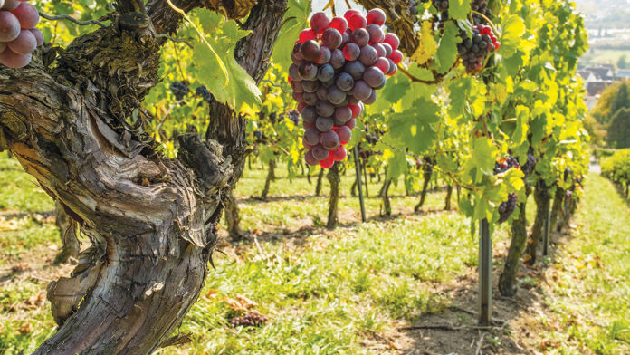 Ghostwriter’s Vigorous 2016 Pinot Noir