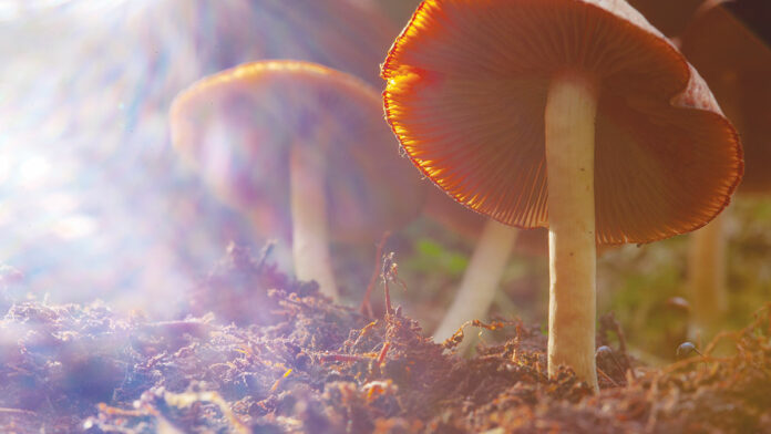Using Psychedelics As Treatment for Mental Health