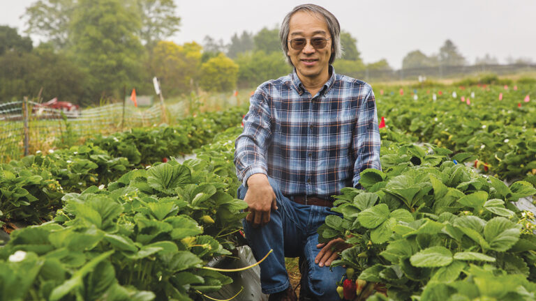Strawberry Growers Face a Complicated Future