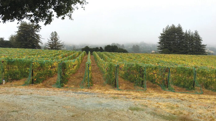 A Tempting Tempranillo From Sonnet Wine Cellars Gali Vineyards turns out an impressive Tempranillo. PHOTO: COURTESY OF SONNET WINE CELLARS