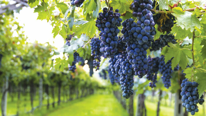 Cinnabar Winery’s Powerful Mercury Rising